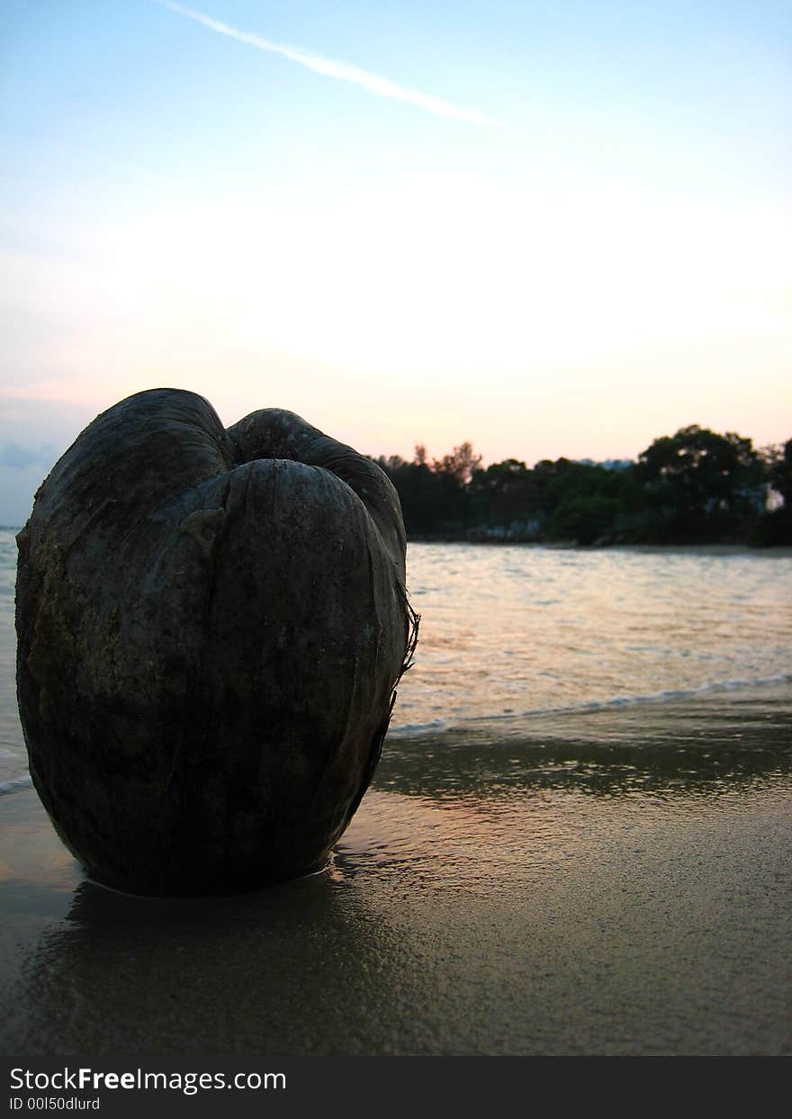 A drifted coconut finds anchorage on the sandy beach where the sun starts to shine its evening rays onto the velvety sea. The blue sky its marked with the jetstream of a recently passed airplane. A drifted coconut finds anchorage on the sandy beach where the sun starts to shine its evening rays onto the velvety sea. The blue sky its marked with the jetstream of a recently passed airplane.