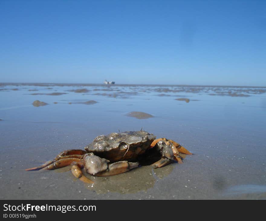 Sand crab with a container ship in the background