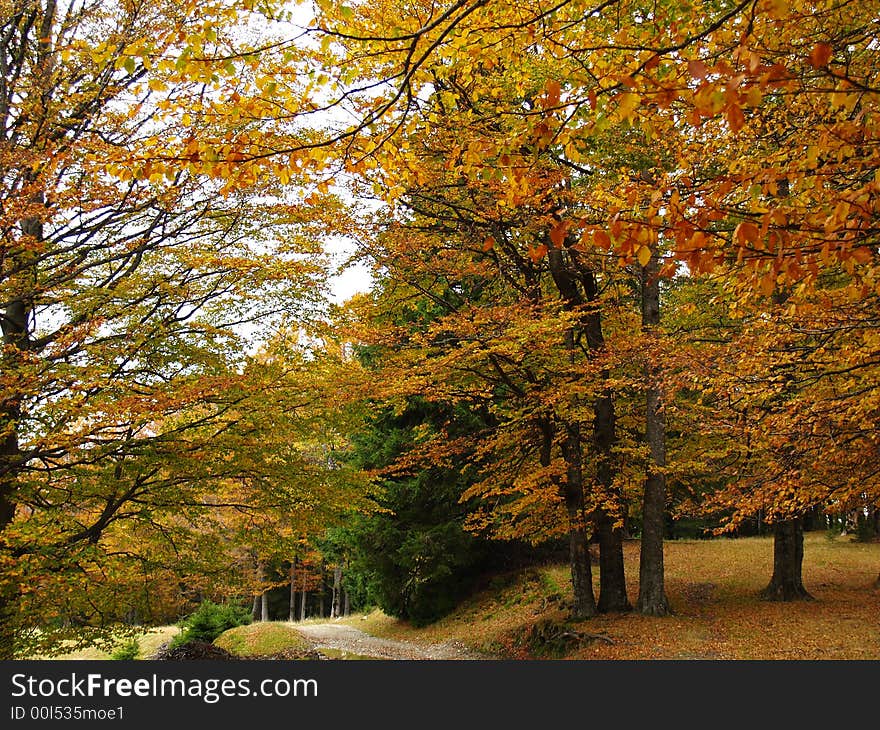 Autumn colors on a forest road