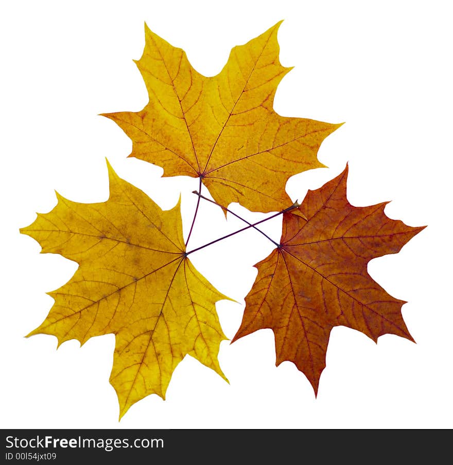 Autumn maple leaves on a white background