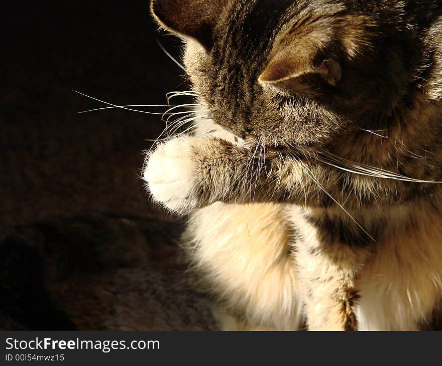 Young tabby cat cleaning her face.