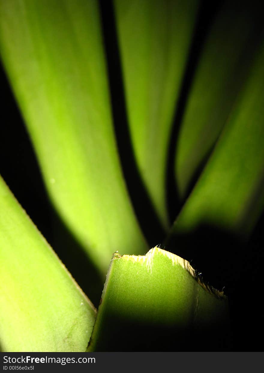 Long Green Leaves