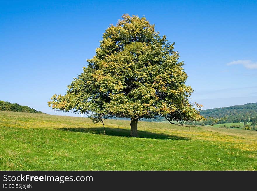 He is tree staying alone alone on an autumn field. He is tree staying alone alone on an autumn field.