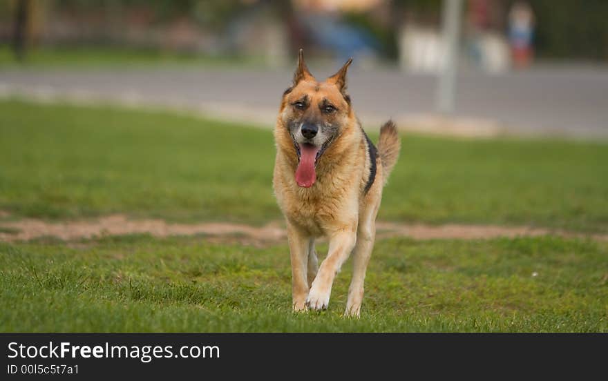 German shepherd running in a park...full of copy space around the subject.First shot with the amazing lens Canon 70-200mm f/2.8L IS USM.