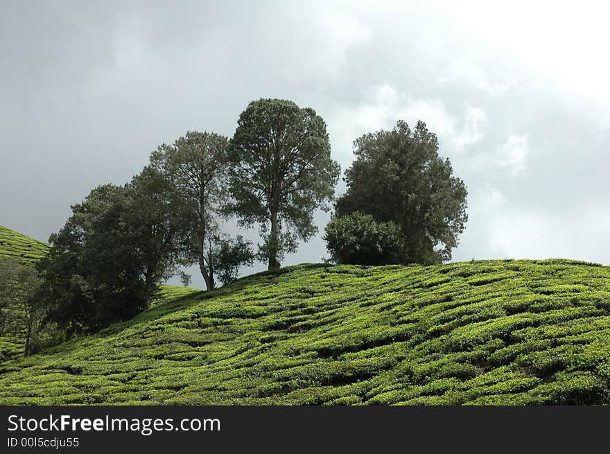 Trees among tea shrubs in the Cameron Highlands, Malaysia. Trees among tea shrubs in the Cameron Highlands, Malaysia.