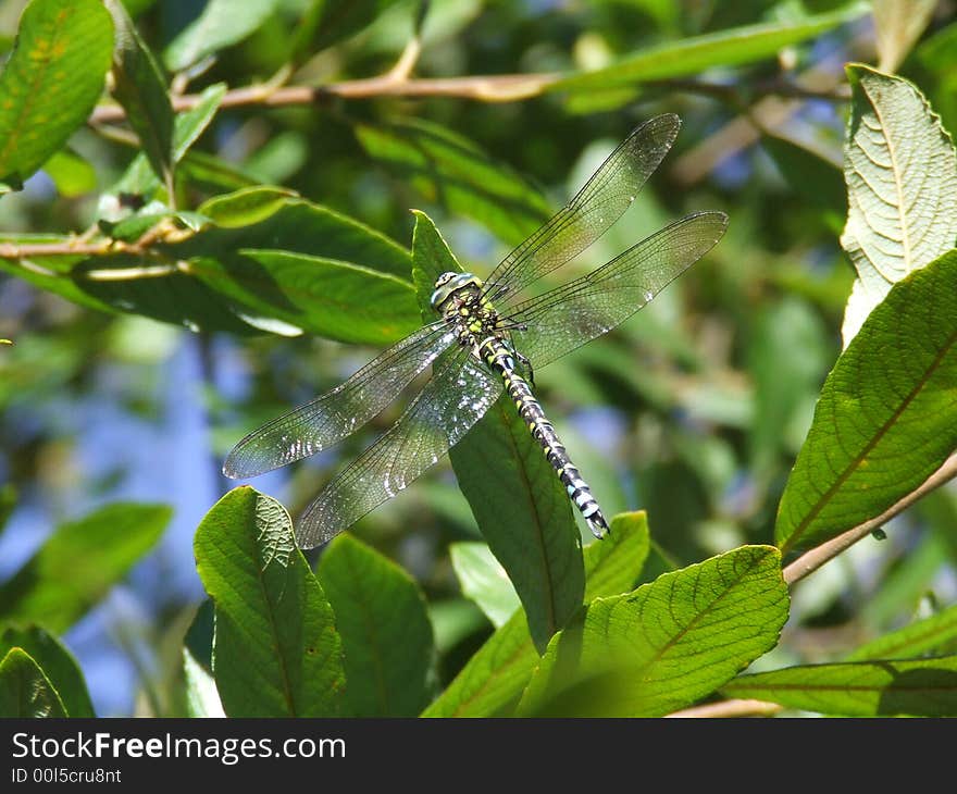 Dragonfly paused by pond in beautiful framing sunlight. Dragonfly paused by pond in beautiful framing sunlight