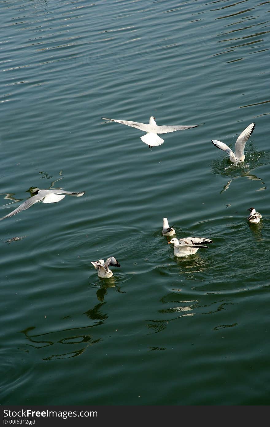 Seagulls on the river, blue, water, wildlife.