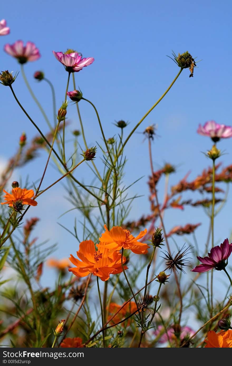 Close up shot of colorful flowers in a garden. Close up shot of colorful flowers in a garden