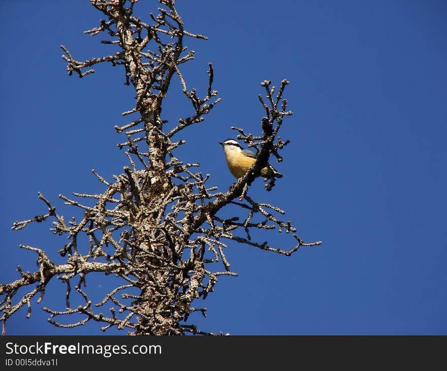 Red-breasted Nuthatch (Sitta canadensis) in a dead pine tree. Red-breasted Nuthatch (Sitta canadensis) in a dead pine tree.