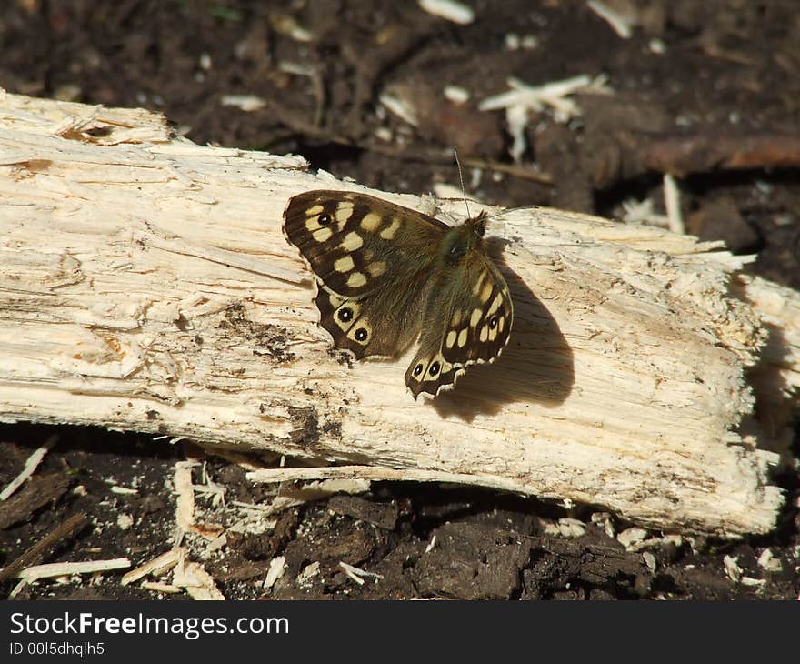 Woodland Brown settled in the sunshine