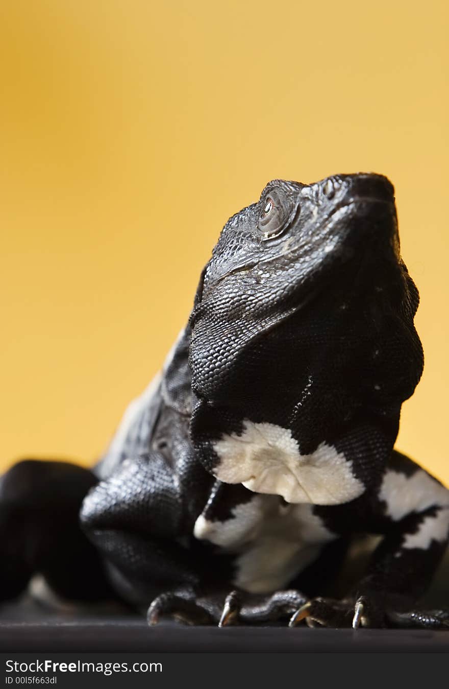 Black and white spiny tailed iguana in a studio setting.