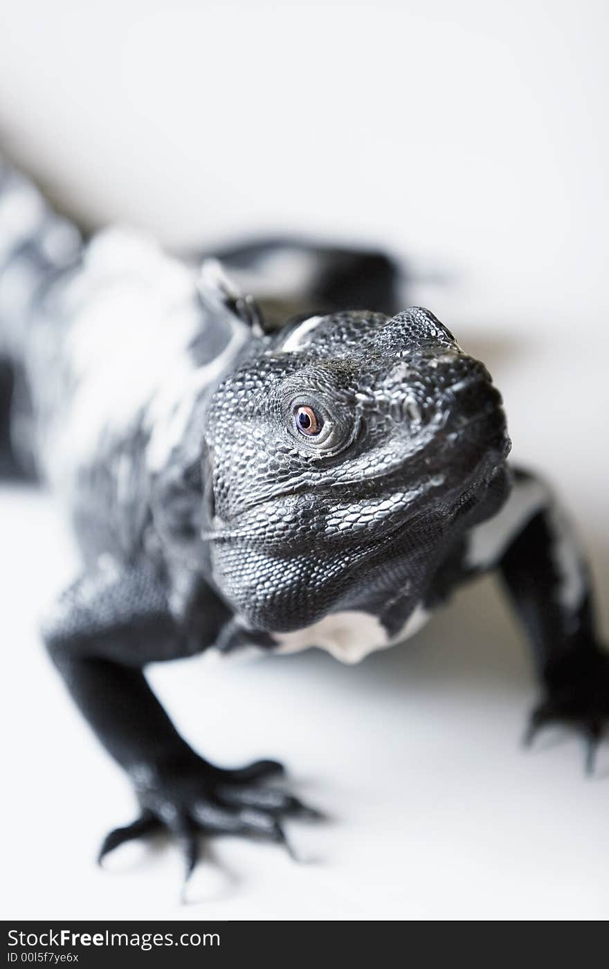 Black and white spiny tailed iguana in a studio setting.