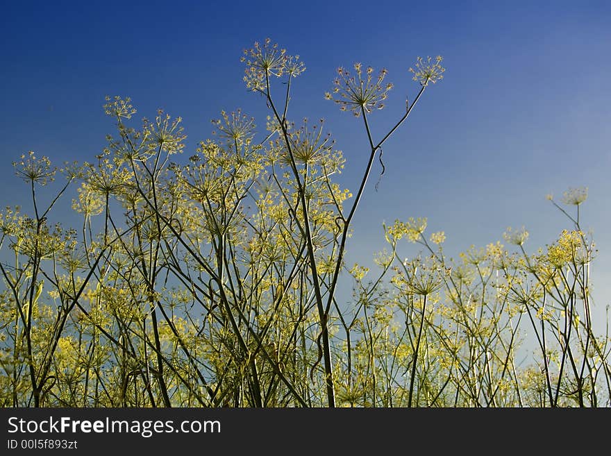 Wild flowers in the savanna from low angle