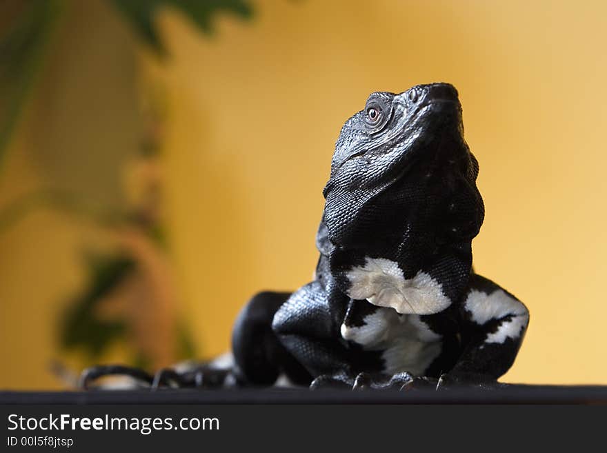 Black and white spiny tailed iguana in a studio setting.