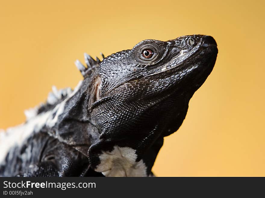 Black and white spiny tailed iguana in a studio setting.