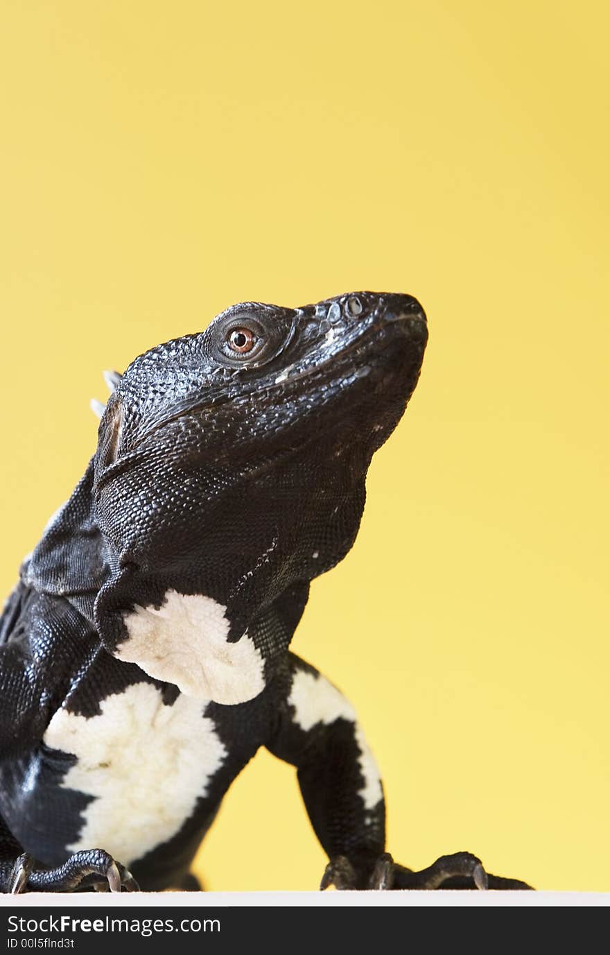 Black and white spiny tailed iguana in a studio setting.