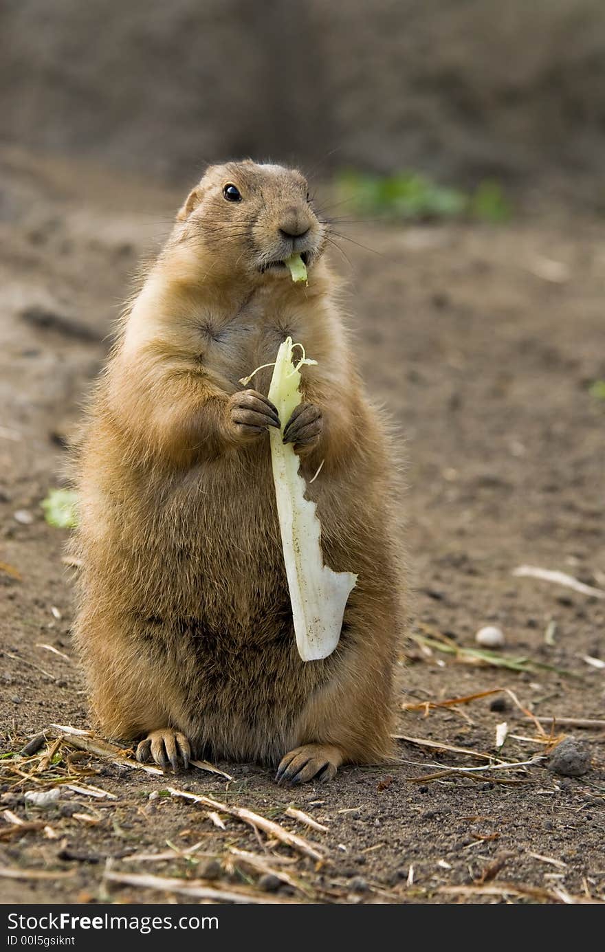 Cute Prarie Dog