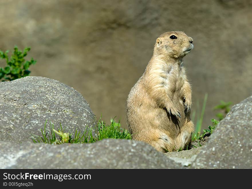 Cute prarie dog