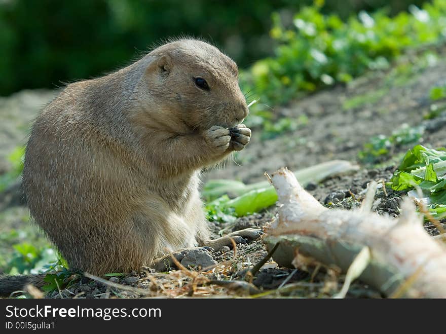 Cute Prarie Dog