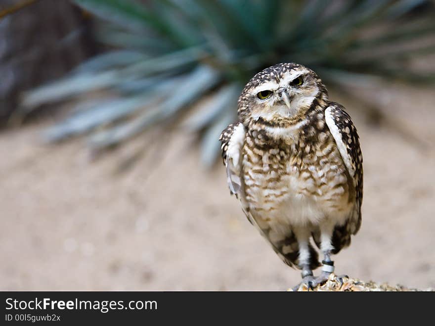 Beautiful Owl