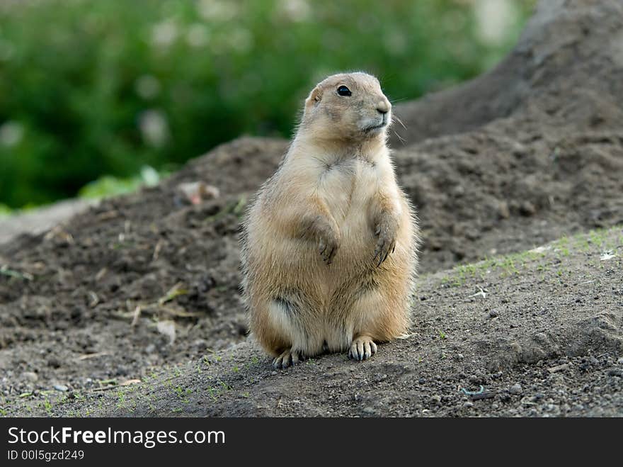 Cute prarie dog