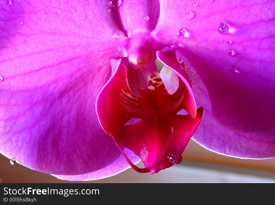 Wet Orchid