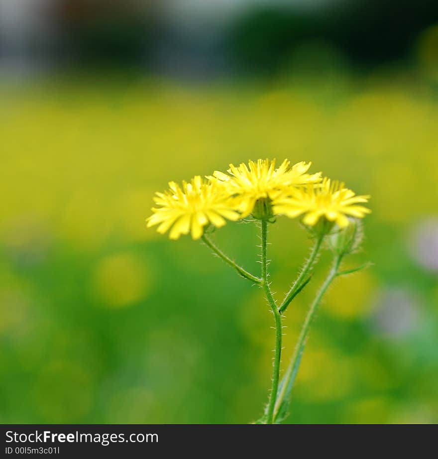 Yellow wild flower