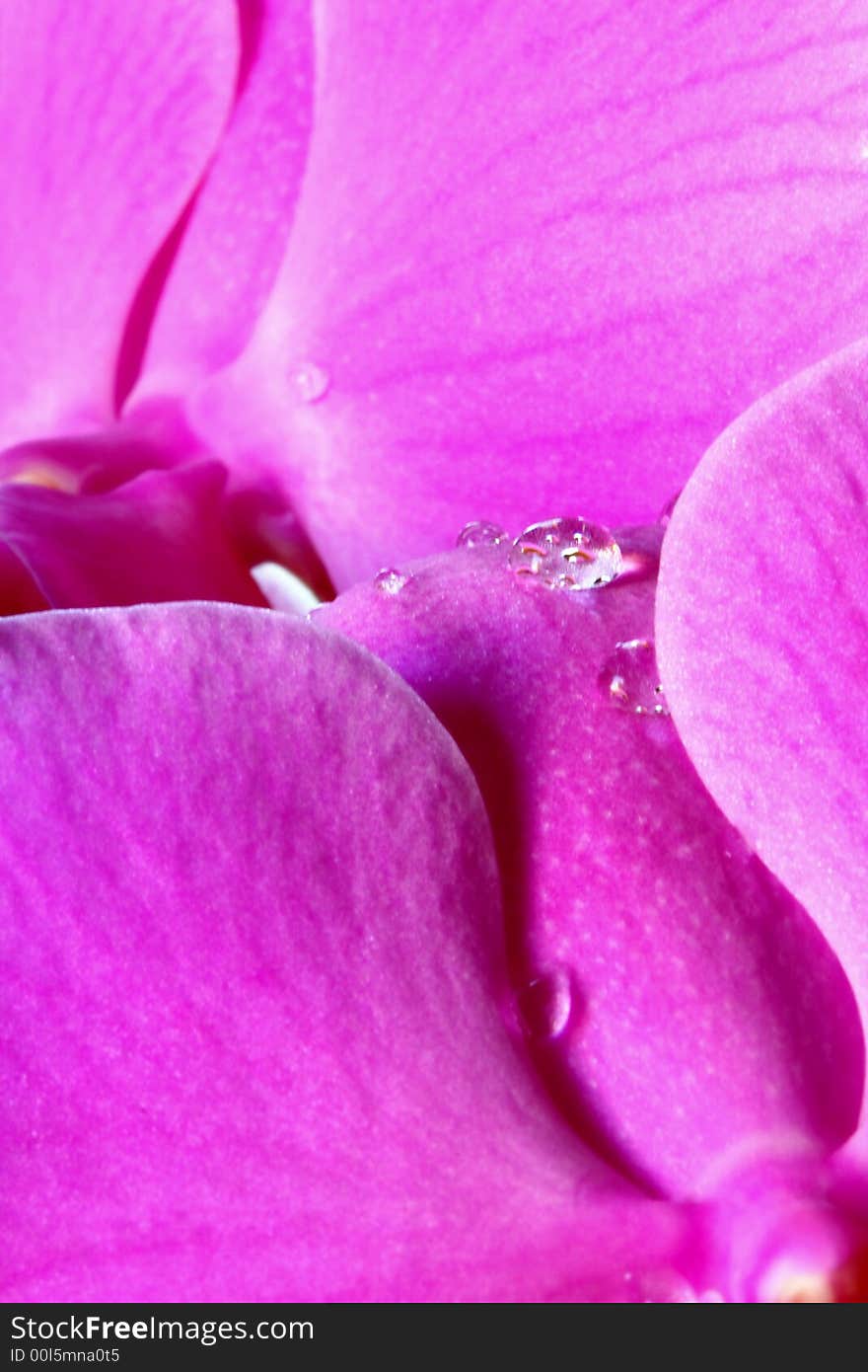 Raindrops On Orchid