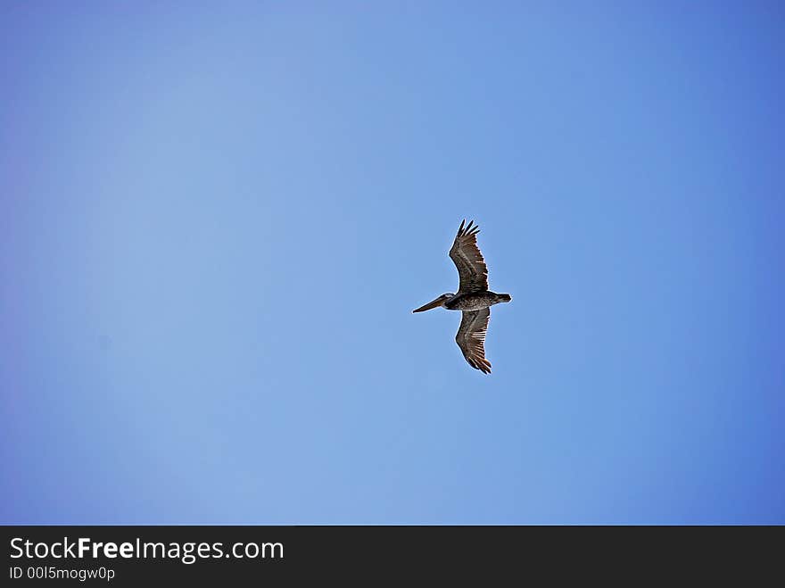 Brown Pelican in Flight