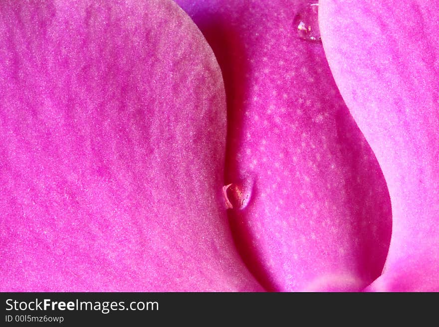 Raindrops on orchid