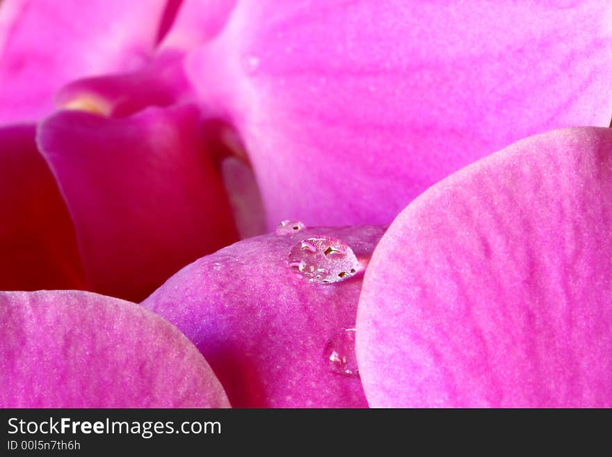 Raindrops on orchid