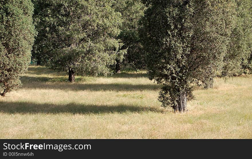 Trees and grass