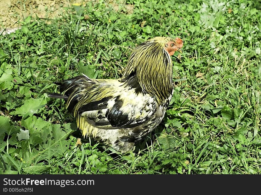 Chicken outside on the farm. Chicken outside on the farm