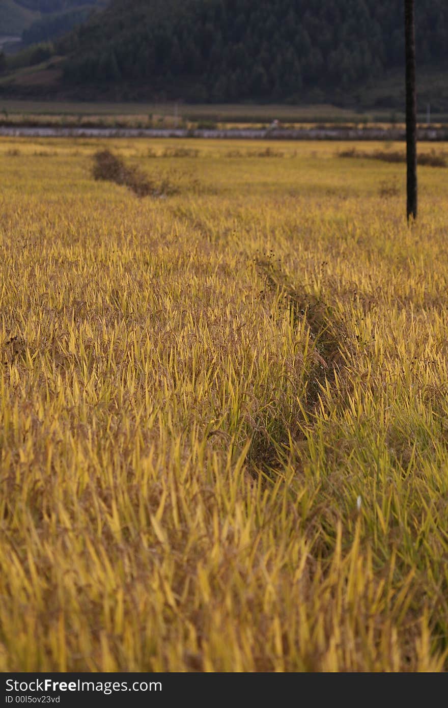 Golden Wheat Field