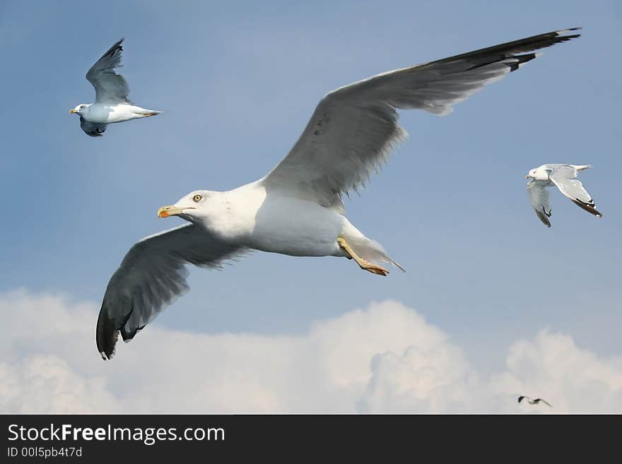 Three gulls