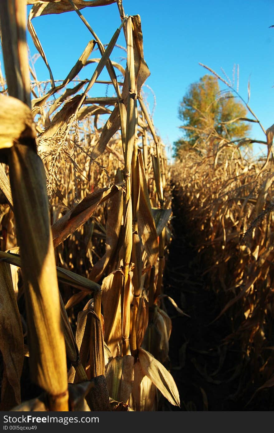 Fun in the rows of corn. Fun in the rows of corn