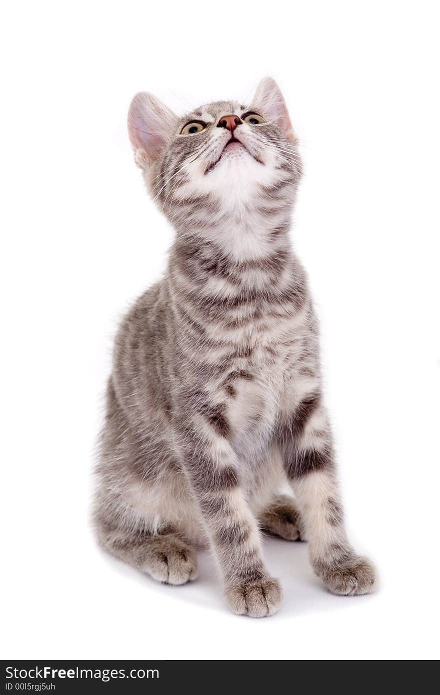 Striped kitten standing on a floor