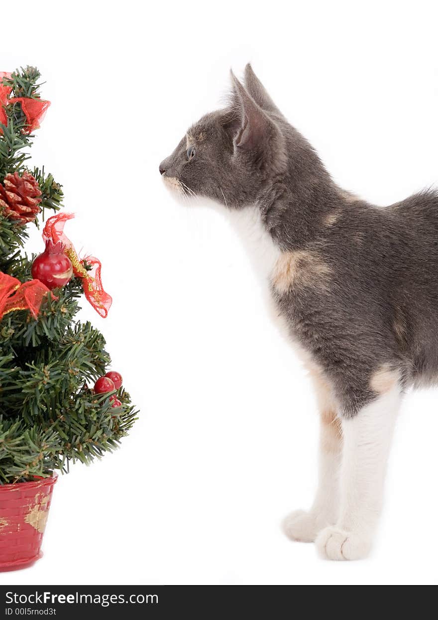 Kitten and a decorated christmas tree. Kitten and a decorated christmas tree