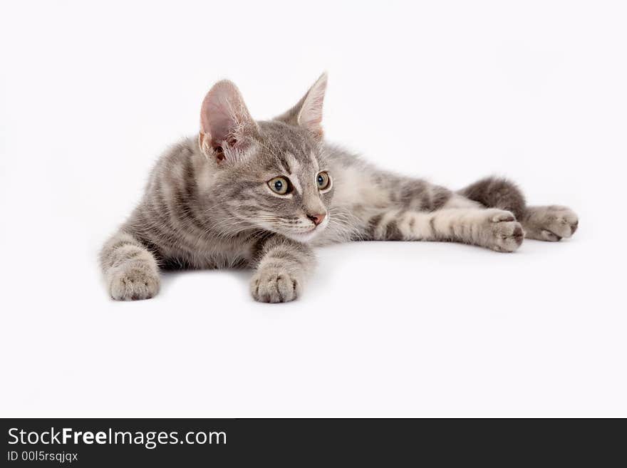 Kitten lying down isolated on white