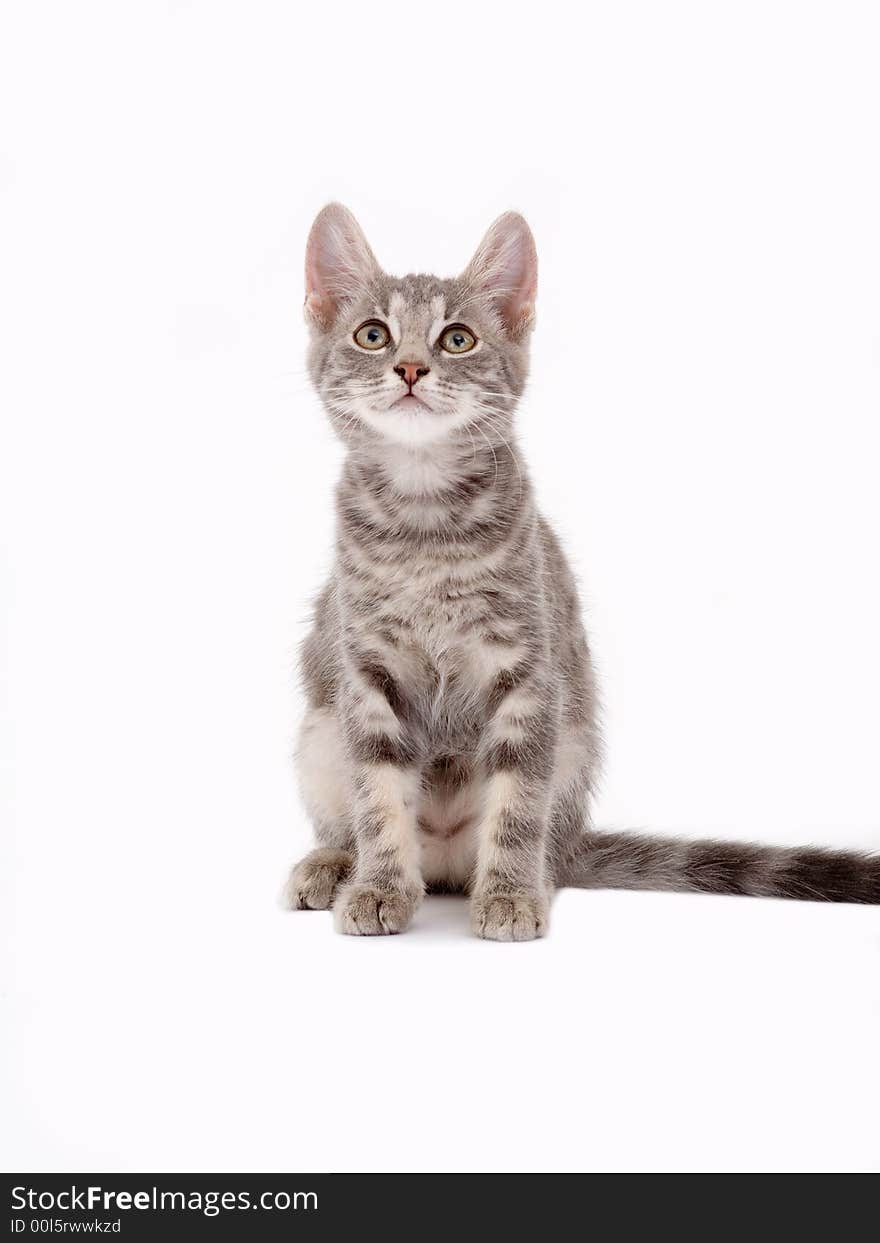 Striped kitten standing on a floor