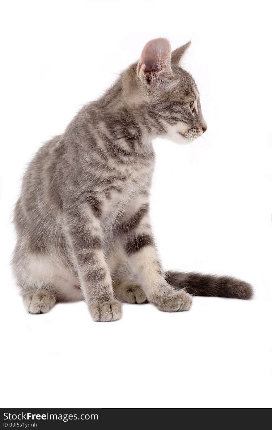 Striped kitten standing on a floor