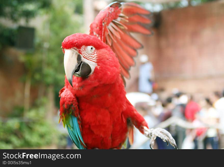 Brightly red colored parrot showing his wing.