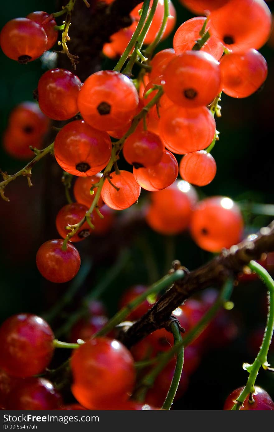 Red currants