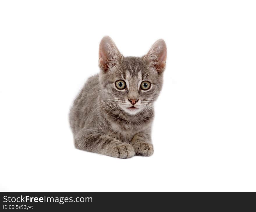 Kitten lying down isolated on white