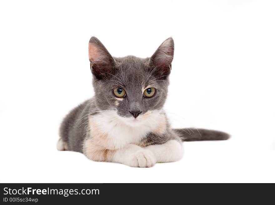 Lying spotty kitten isolated on white. Lying spotty kitten isolated on white