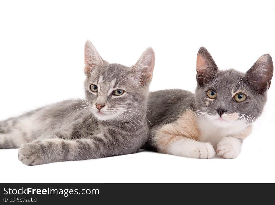 Two kittens lying down, isolated