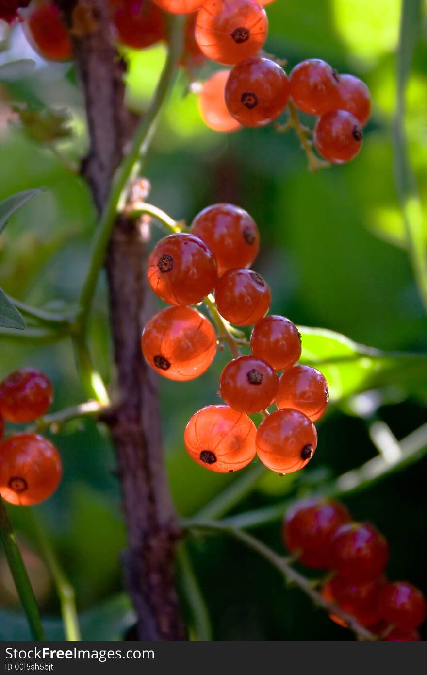 Red currant with sun glow on the green background