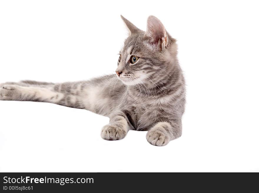 Kitten lying down isolated on white