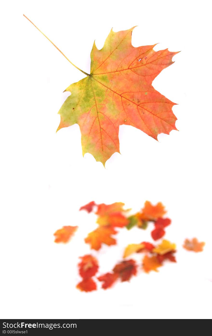 Autumn background from color (red yellow and green) leaves. Autumn background from color (red yellow and green) leaves