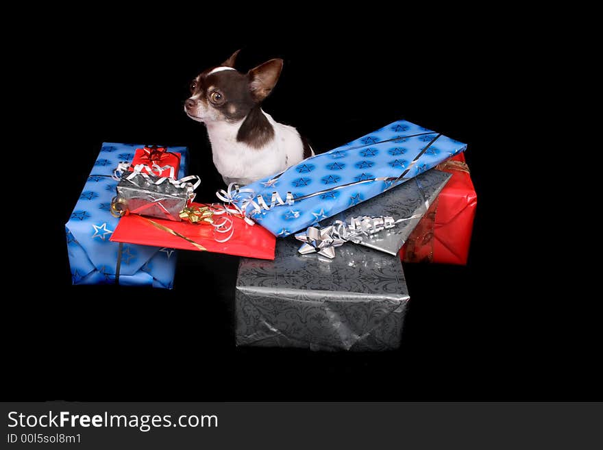 Chihuahua and presents